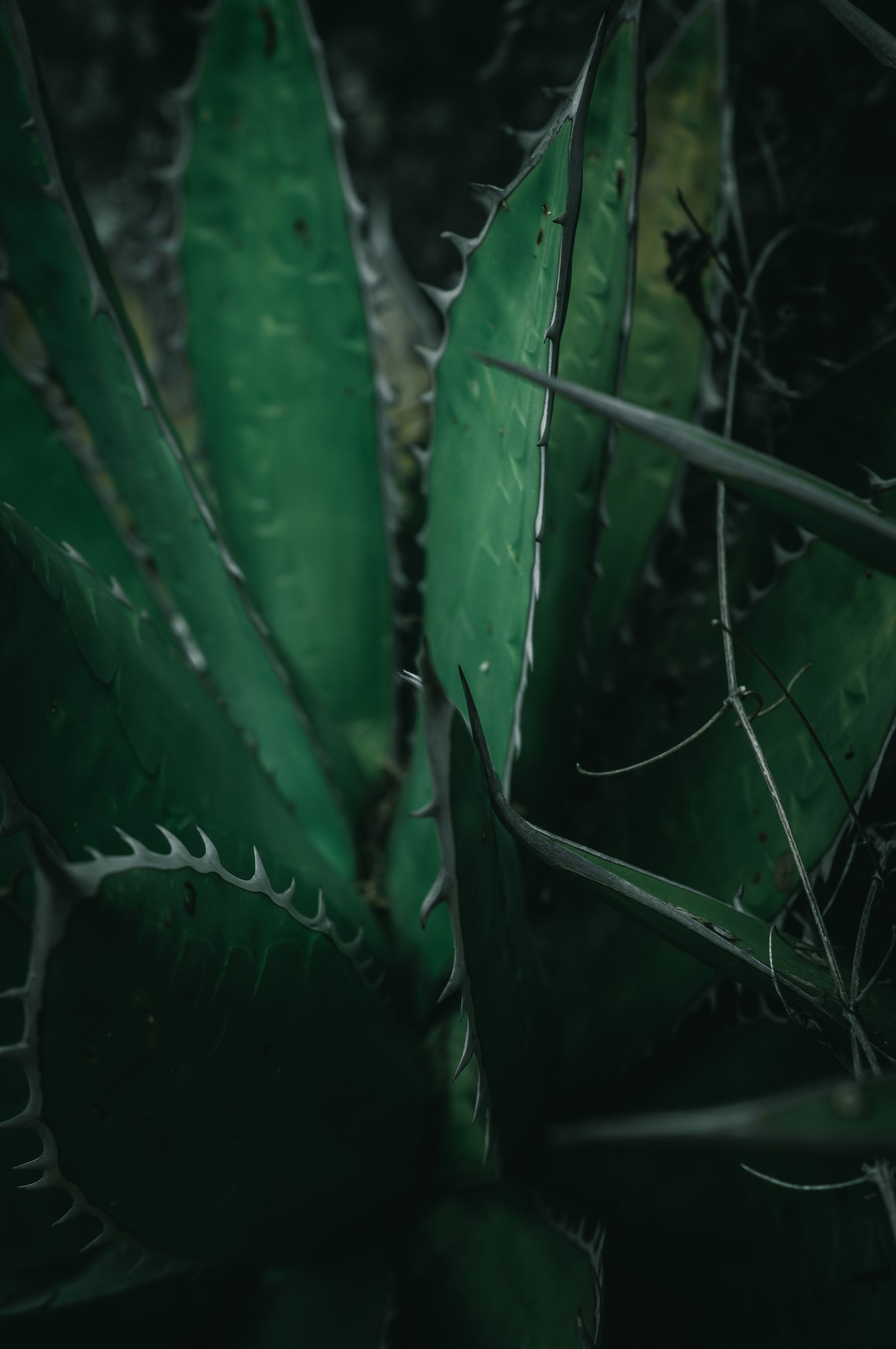 Détail des formes et des tissus de plantes succulentes