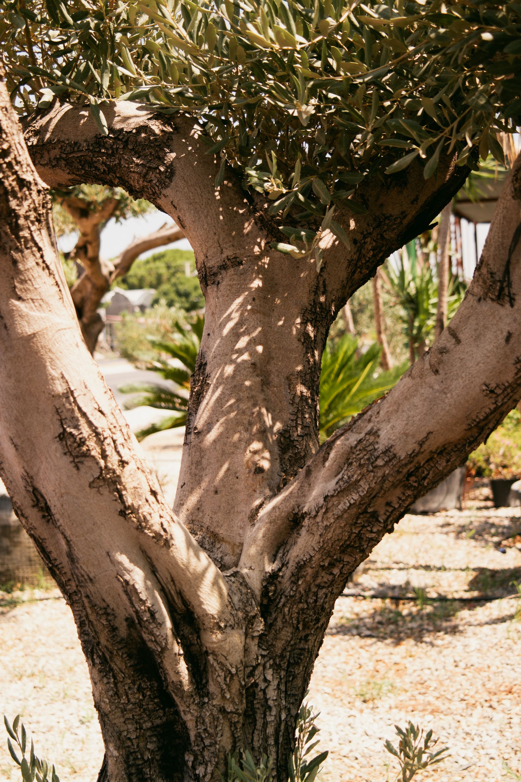 Tronc et ramification d’un arbre méditerranéen